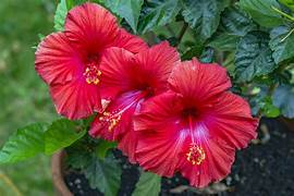 Hibiscus Powder Hibiscus Flower